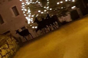 Cervi sotto l’albero, un branco “festeggia” il Natale in piazza