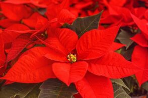 Quando la lacrima diventa un fiore: sboccia la stella di Natale