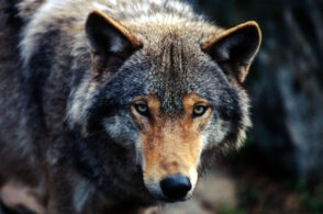 Chi ha paura del lupo? Conferenza al Museo Etnografico
