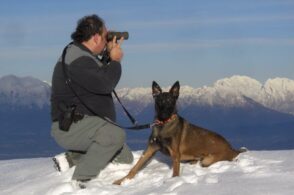 Veleno, droga, esplosivo: i cani-agenti di Belluno fiutano il pericolo e diventano un modello