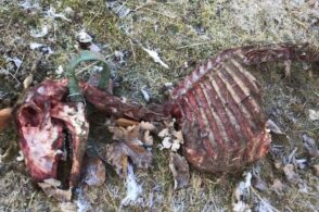 Predazione in pieno giorno e vicino alle case: pecora dilaniata dal lupo