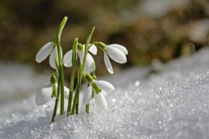 Capodanno primaverile, ma il gelo è pronto a tornare