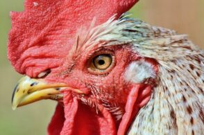 Il gallo di Auronzo “punzecchiato” tre volte: una storia di confini. E di astuzia