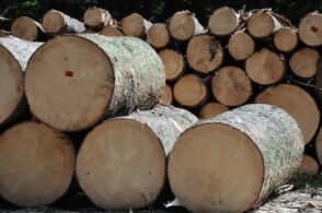 Se la filiera del legno non riparte, il prossimo potrebbe essere un inverno molto freddo