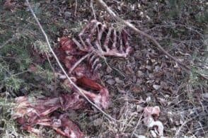 Ungulato nelle fauci del lupo: ritrovati i resti nell’area dei Laghetti De Prà