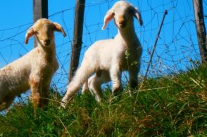 Niente Pasqua, niente agnello: il mondo agricolo rischia danni grossi
