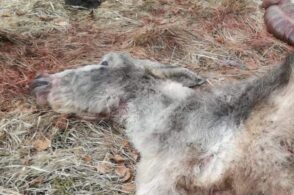 Trovati i resti di un’asina e del suo cucciolo: il lupo colpisce a Signa
