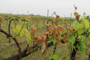 L’incubo delle gelate fuori stagione: danni per alcuni milioni all’agricoltura