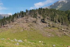 La pulizia dei boschi può riprendere: «Benefici per tutto il territorio»
