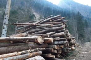 Prezzo del legno alle stelle, Bond spinge per ricostruire la filiera forestale
