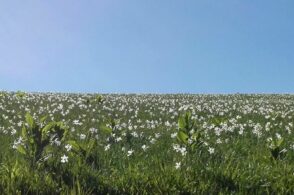 Pali di legno e rete contro i cinghiali: a Col Moscher e Col Artent si salvano i narcisi