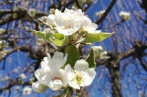 Pioggia nel giorno di Pasqua? Secondo l’antico proverbio…