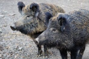 Controllo del cinghiale in provincia: interventi mirati nelle aree dei danni
