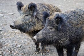 Il cambiamento climatico e l’incidenza sulla fauna selvatica