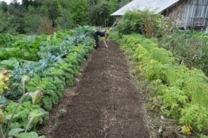 Da prati incolti a campi coltivati: la verdura km 0 nel progetto “Orti comuni”