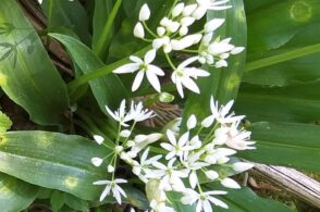 Fiori e foglie da usare in cucina: l’aglio orsino e il tipico aroma di primavera