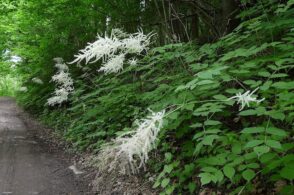 Barba di capra ottima per risotti e sott’olio: ecco l’asparago da montagna