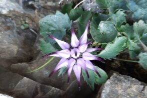 Un fiore raro, nato nella roccia: il raponzolo della Val del Grisol
