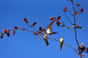 Nidi e covate in aumento, Belluno si conferma “Città delle rondini”