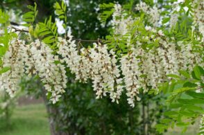 Grappoli bianchi profumatissimi, ottimi per le frittelle. Ecco l’acacia