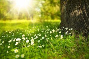 Proverbi di maggio: dall’Agordino alla Valbelluna, la saggezza è contadina