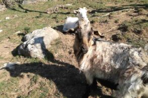 Convivenza con il lupo: premiata un’azienda agricola del Nevegal
