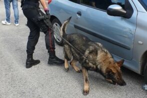 Il fiuto del cane Kevin indirizza l’operazione antidroga: denunciato un giovane