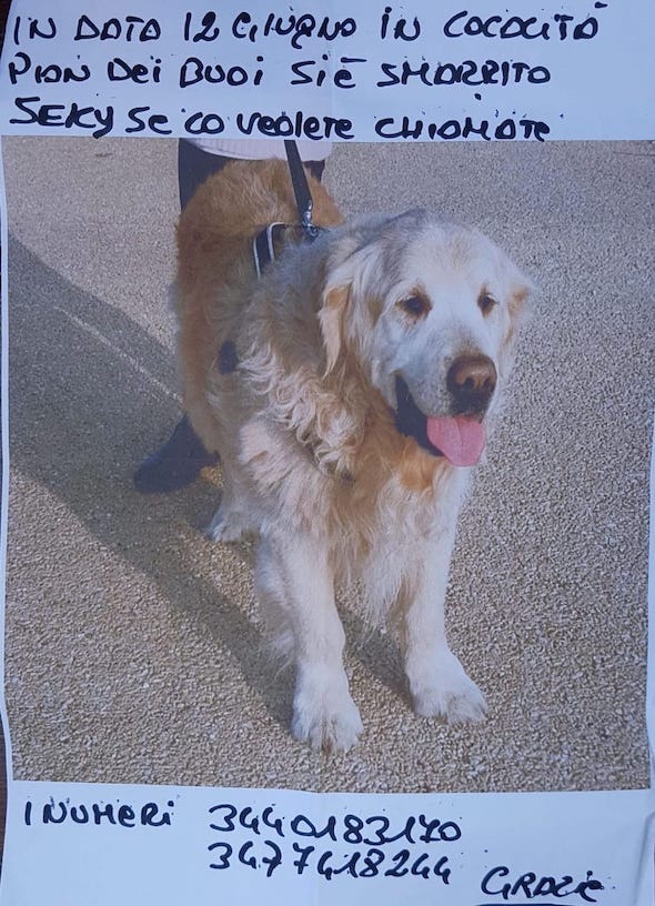 Cane_smarrito_appello_14_6_2020.jpg