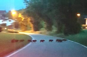 A passeggio per il Boscon: famiglia di cinghiali in libera uscita