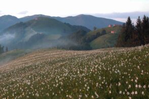 Rispetto della biodiversità e tutela del territorio: nasce un’alleanza strategica