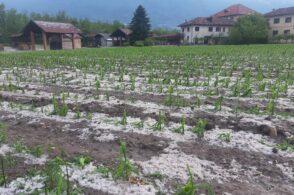 Mais distrutto, soia annientata: l’agricoltura conta i danni dopo la tempesta