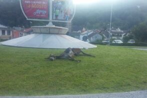 Atto di protesta: l’asina predata viene “esposta” alla rotatoria di Farra