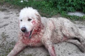 Il lupo attacca perfino i cani da guardiania: è successo a Malga Garda