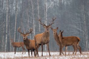 Oltre 33mila tra cervi, caprioli, camosci e mufloni