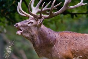 Cervi salvi: il Tar sospende la caccia fino al 23 settembre
