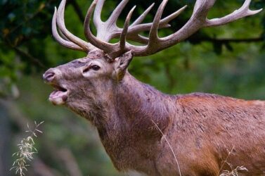 Cervi disturbati durante il bramito, la Lipu chiede controlli in Cansiglio