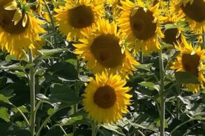 La ninfa, l’amore e una palla di fuoco: è la leggenda del girasole