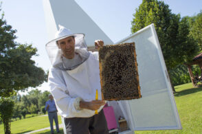 Le api e il loro lavoro in mostra: al Parco Maraga c’è un’arnia didattica