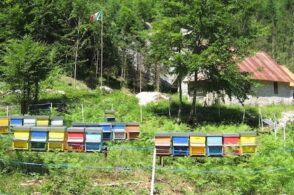 Dall’abete bianco al vasetto: così nasce il miele della Val del Grisol