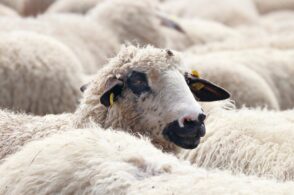 Pecore e capre al pascolo: ne muoiono sette all’improvviso