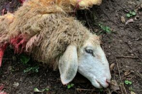 Altre 5 pecore sbranate dal lupo: «Siamo in ginocchio, non si dorme più»