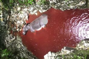 Una pozza di sangue e due asini attaccati: altra predazione da lupo