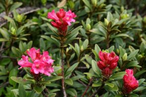 L’albero delle rose: il fiore degli amori impossibili che colora la montagna