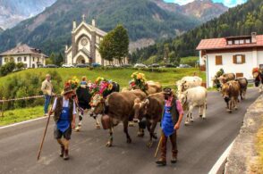 Il ritorno dall’alpeggio diventa festa: in Val Biois torna “Se desmonteghea” 