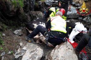 Zampa fratturata: intervento in volo per salvare una mucca
