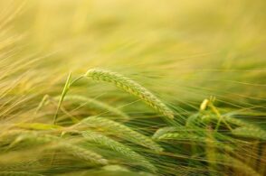 Coltivazione e tradizione: i campi d’oro illuminano il Bellunese