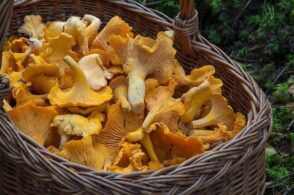 Si fa male nel bosco: soccorsa una cercatrice di funghi 