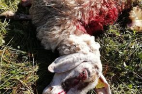 Torna il lupo: è razzia di pecore in Alpago