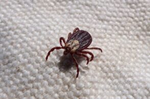 «Zecche: a Belluno il 40 per cento di casi nazionali di Tbe»