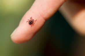 Zecche: rischi, prevenzione e intervento. Risponde l’esperto
